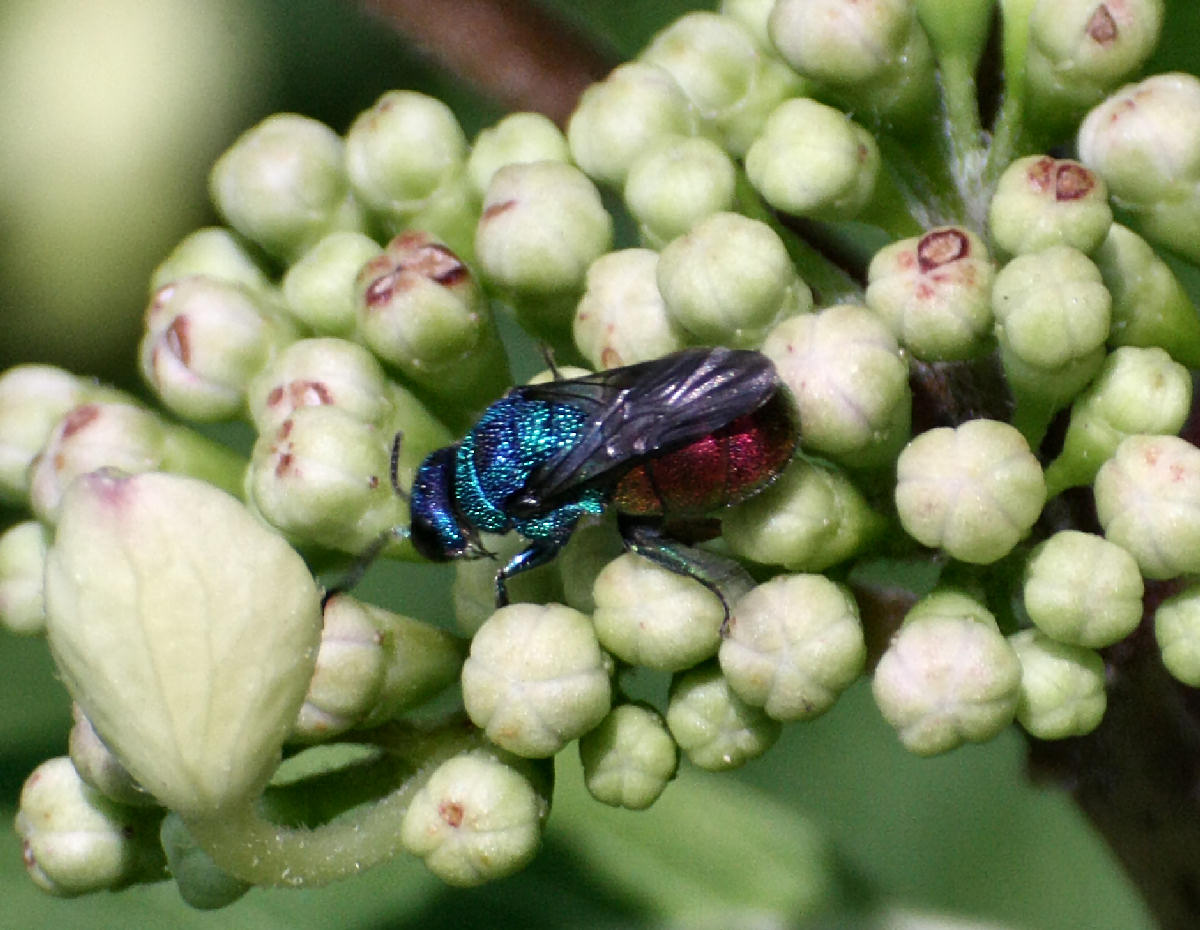 dittero rosso e blu... no imenottero, Holopyga (fastuosa?)